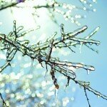 icy tree branches in the sunlight