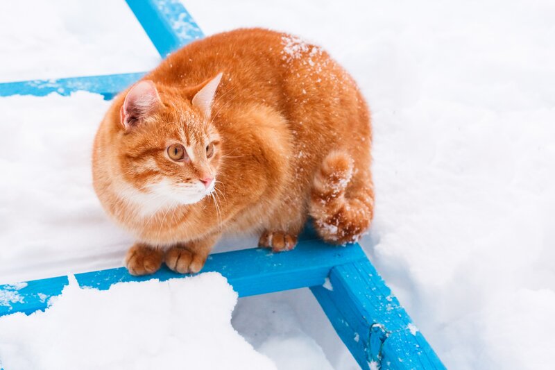 Providing an Outdoor Winter Shelter for Cats