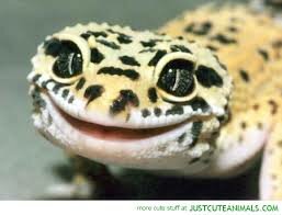 smiling gecko