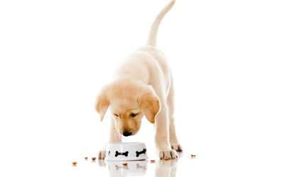 Make Your Dog’s Meal Time Nutritious And Fun