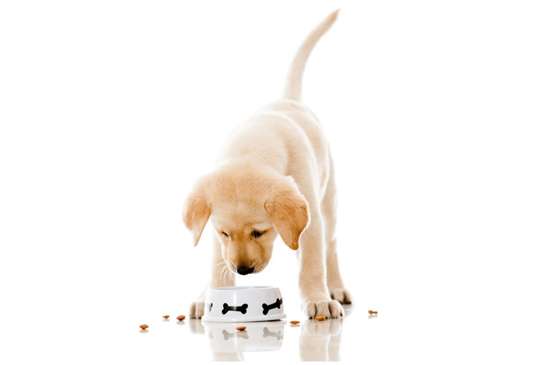 Make Your Dog’s Meal Time Nutritious And Fun